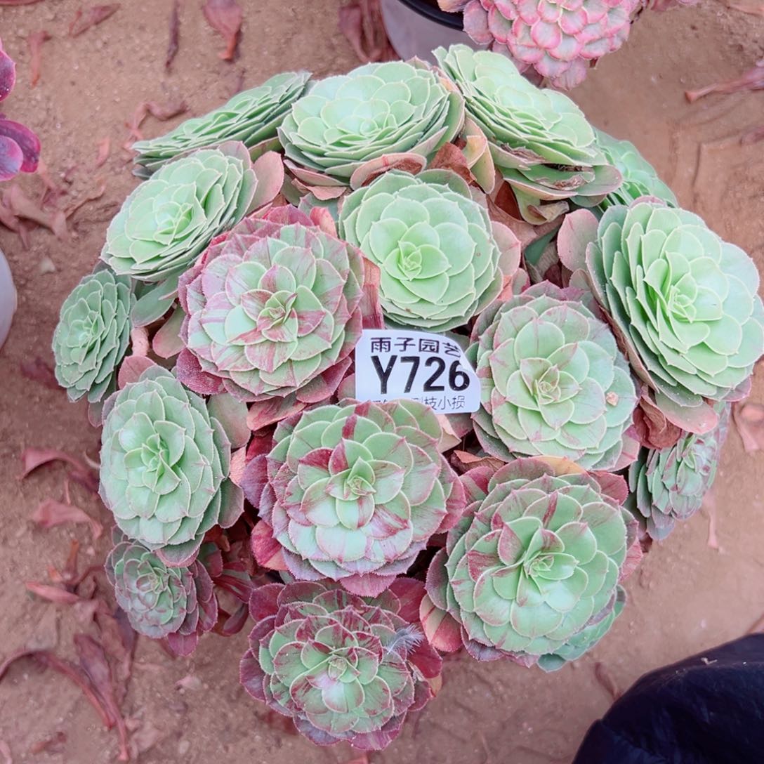 726花月夜尺寸30左右