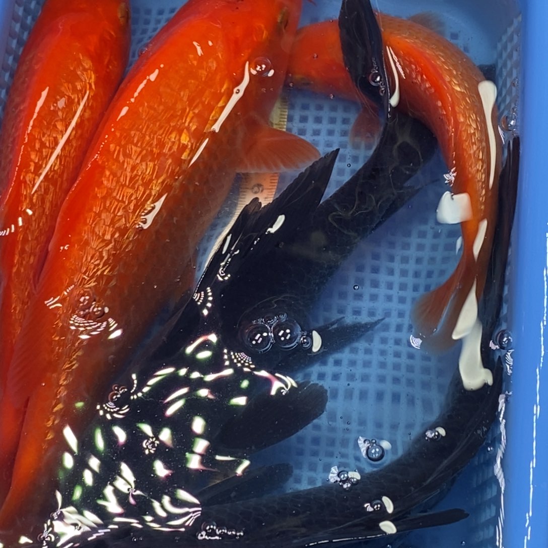 锦鲤冷水锦鲤包邮