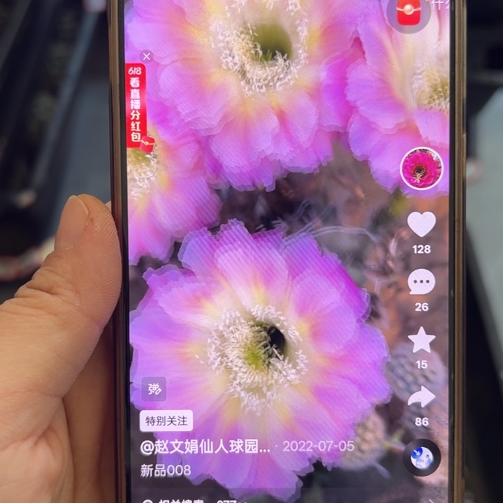 无花朵无根侧芽歪008