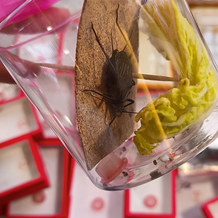 新到全品麒麟一条