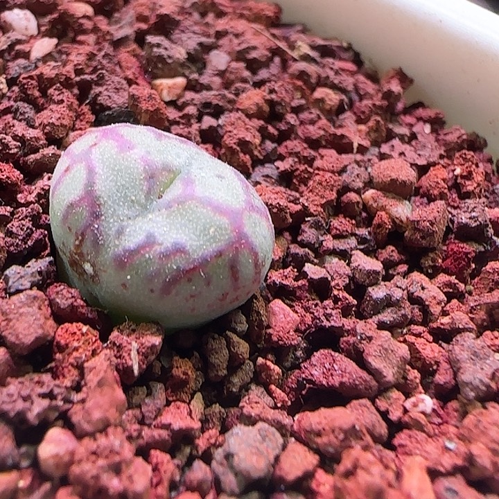 哈哈哈哈哈哈哈。 872