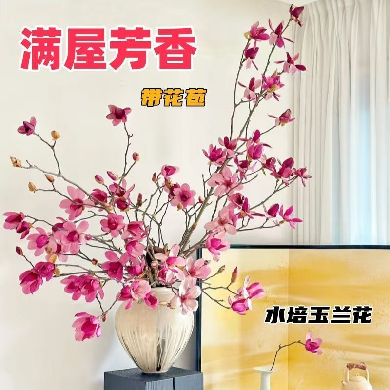 【水培玉兰鲜切枝】紫粉玉兰鲜枝带花苞室内浓香耐寒花卉绿植
