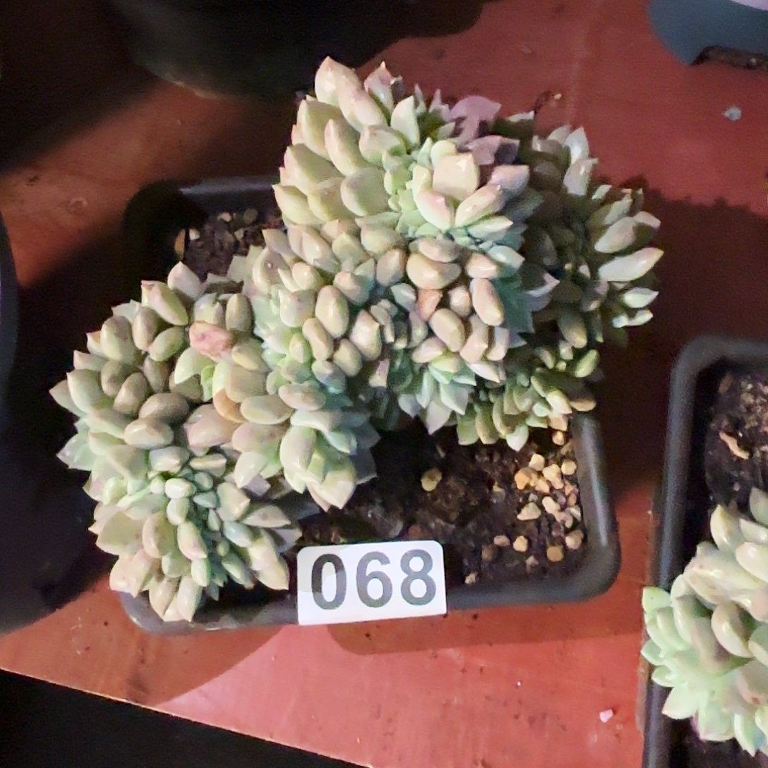 钩子哥福利专场068