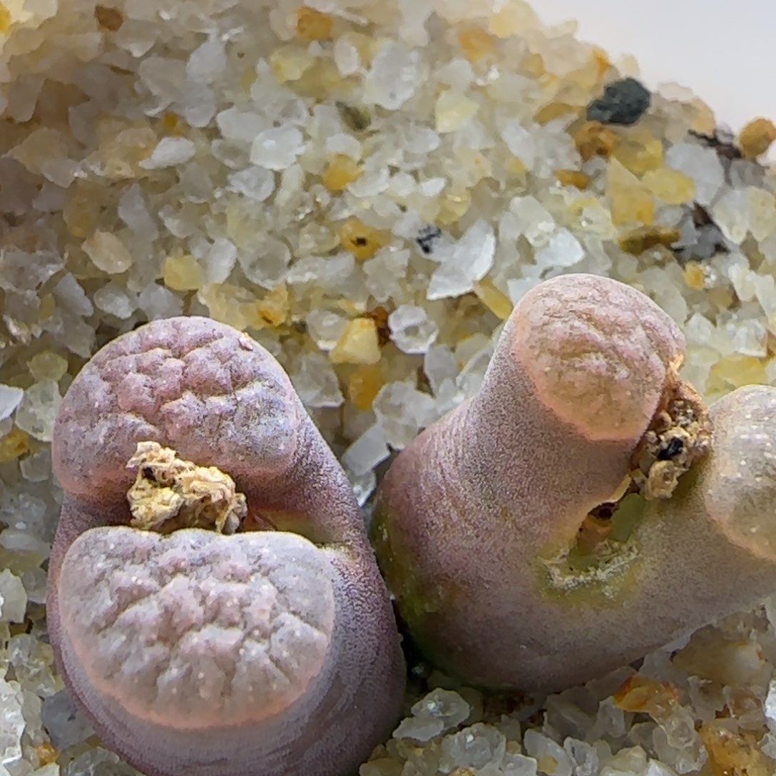 2.16.34/难舍难分的ban'ke/