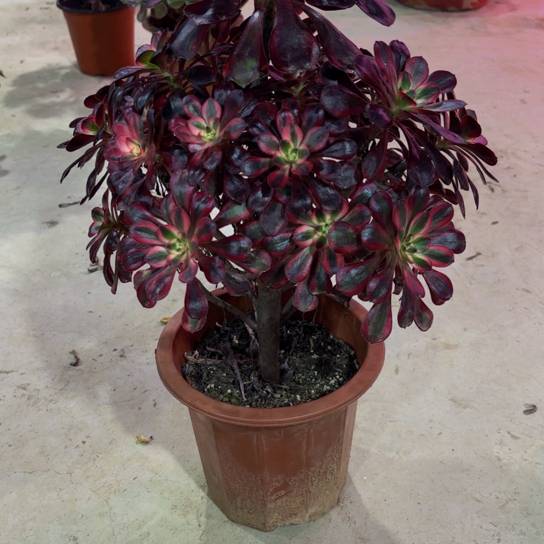 无花朵6052丽娜111111