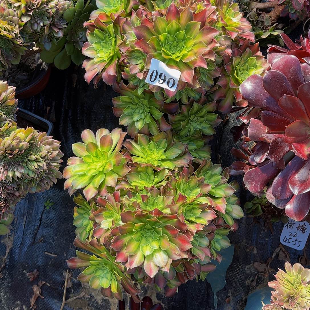 韶华法师多肉1-44