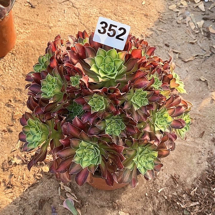 法师植物一物一拍