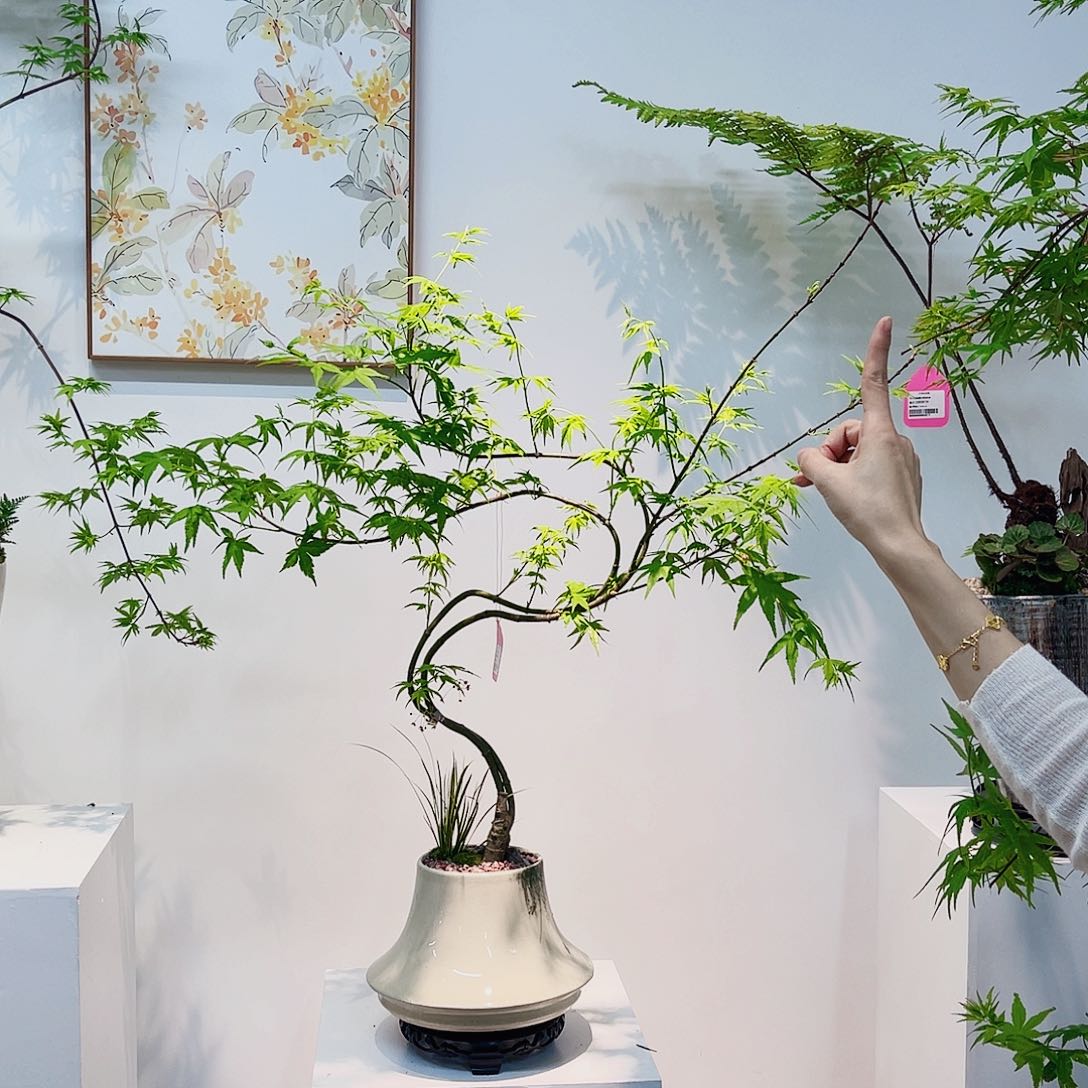 高级绿植一物一拍