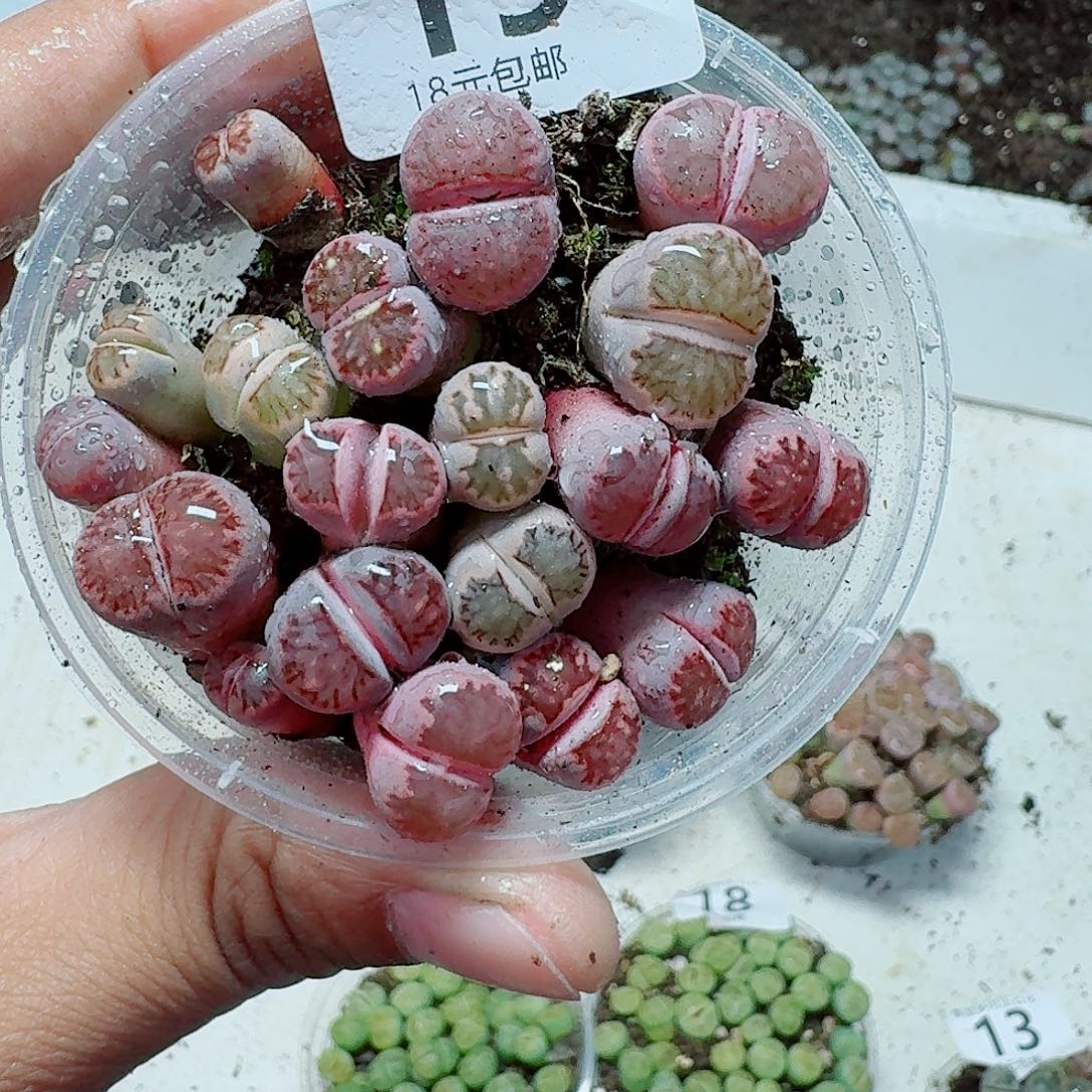 19多肉植物多肉植物