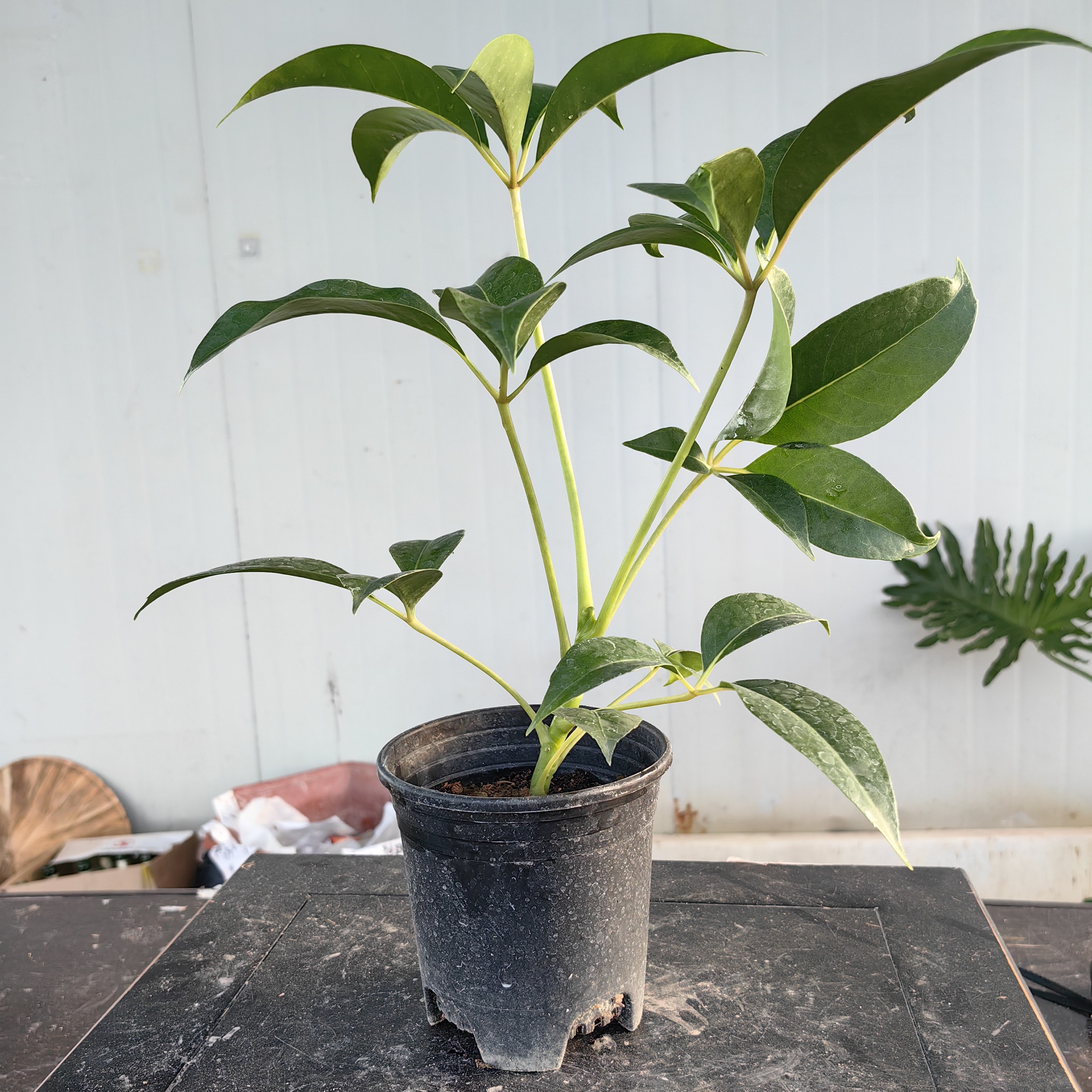 保罗室内耐荫鲜活土栽绿植好养耐寒