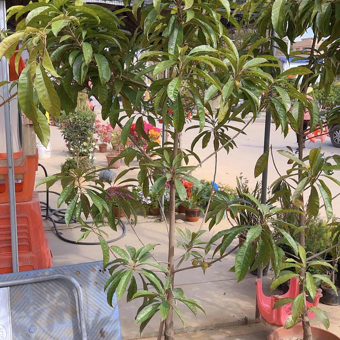 顺*果树1111111111