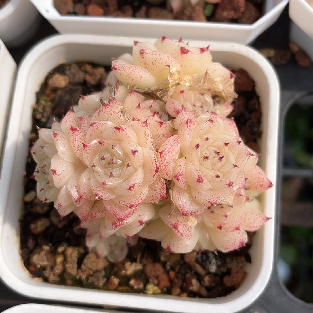 优选麦秆a111福利9495