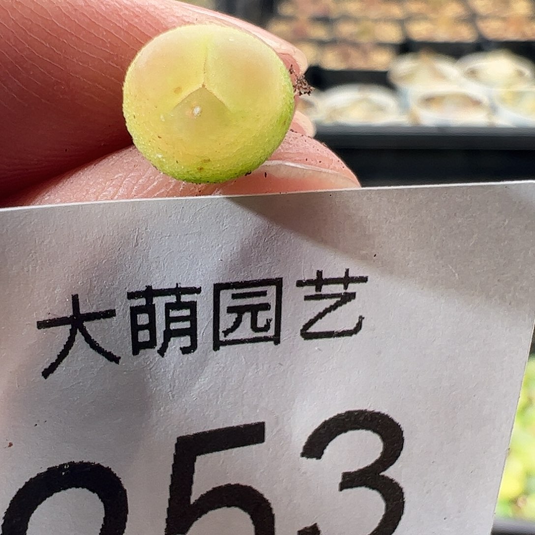 一物一拍。     253