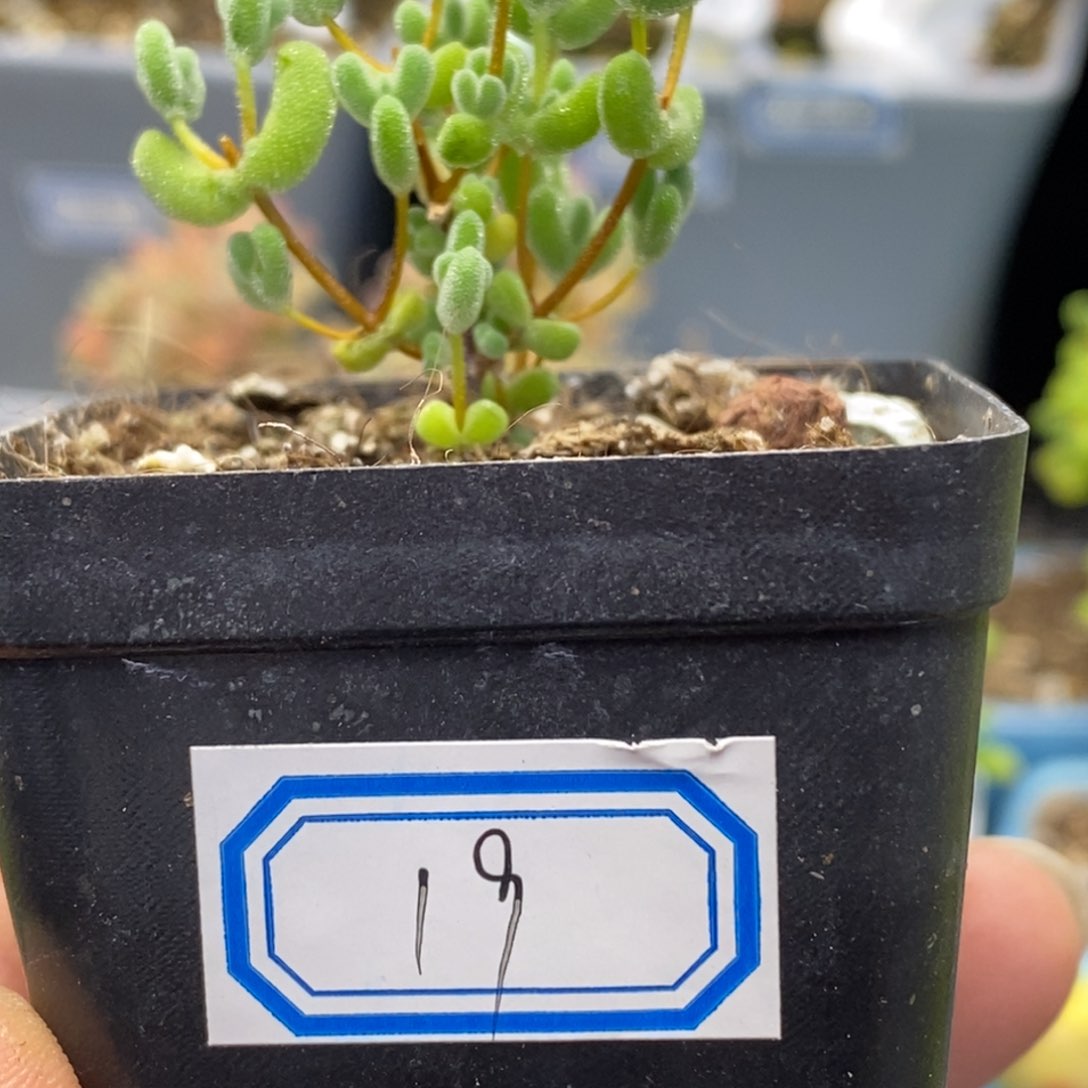 19号优选莱斯多肉