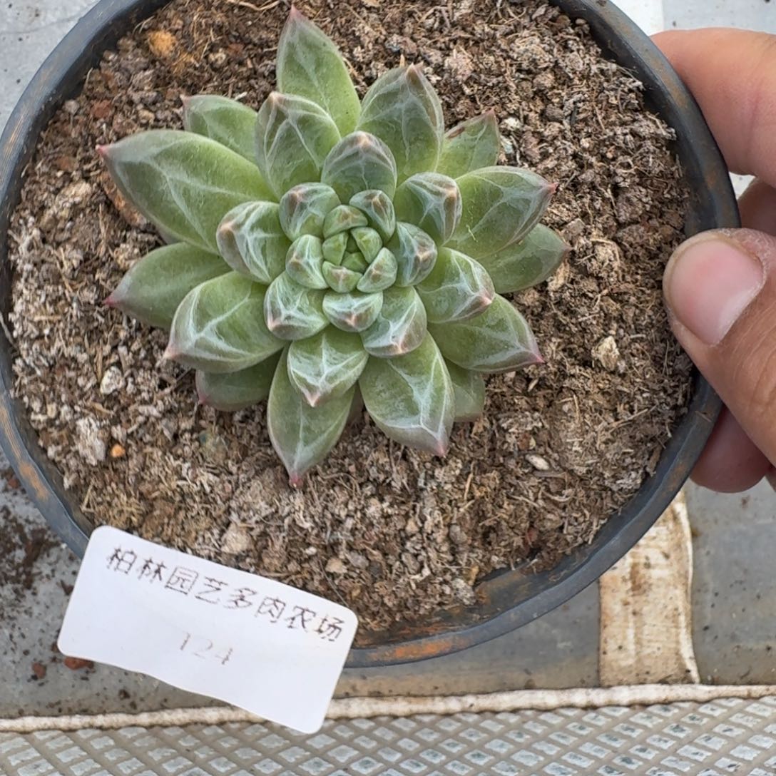 124 美人杂交 一物一拍