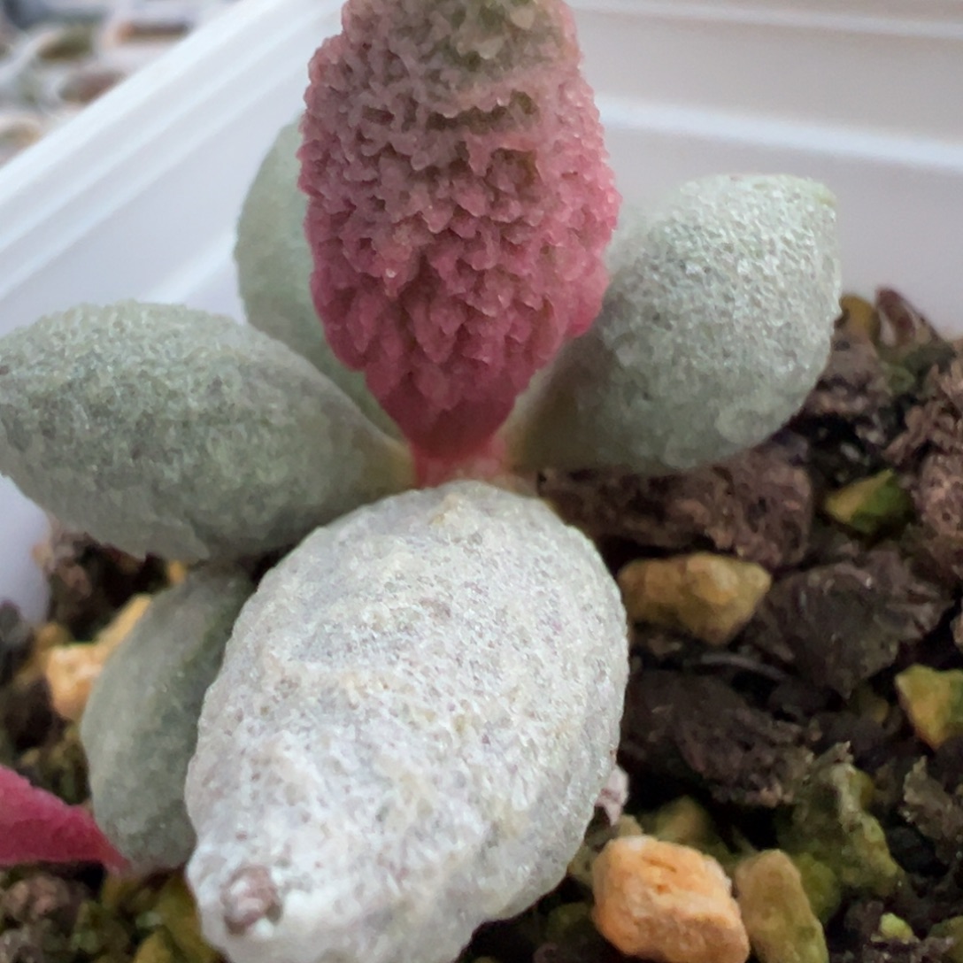 实生新品多肉植物水泡多肉植物