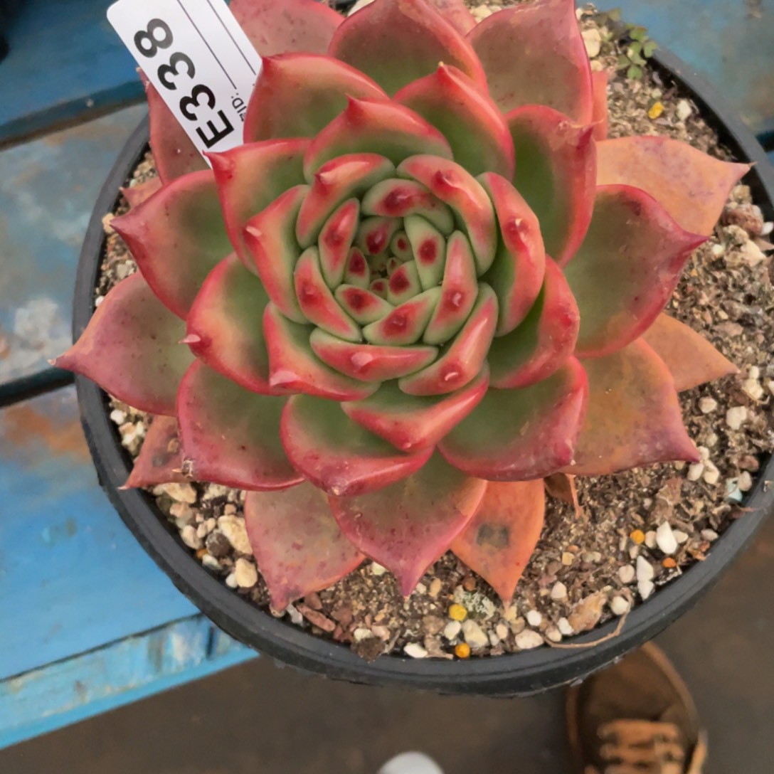 无花朵若如东云单拍E338