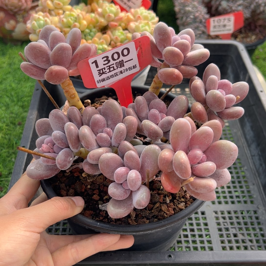 表妹精品多肉1300.