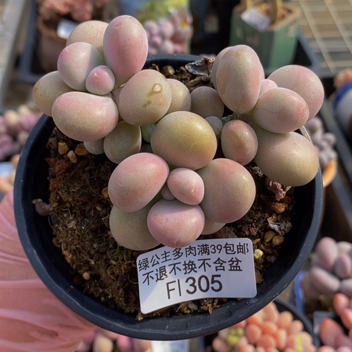 腰子桃蛋7cm305多肉植物