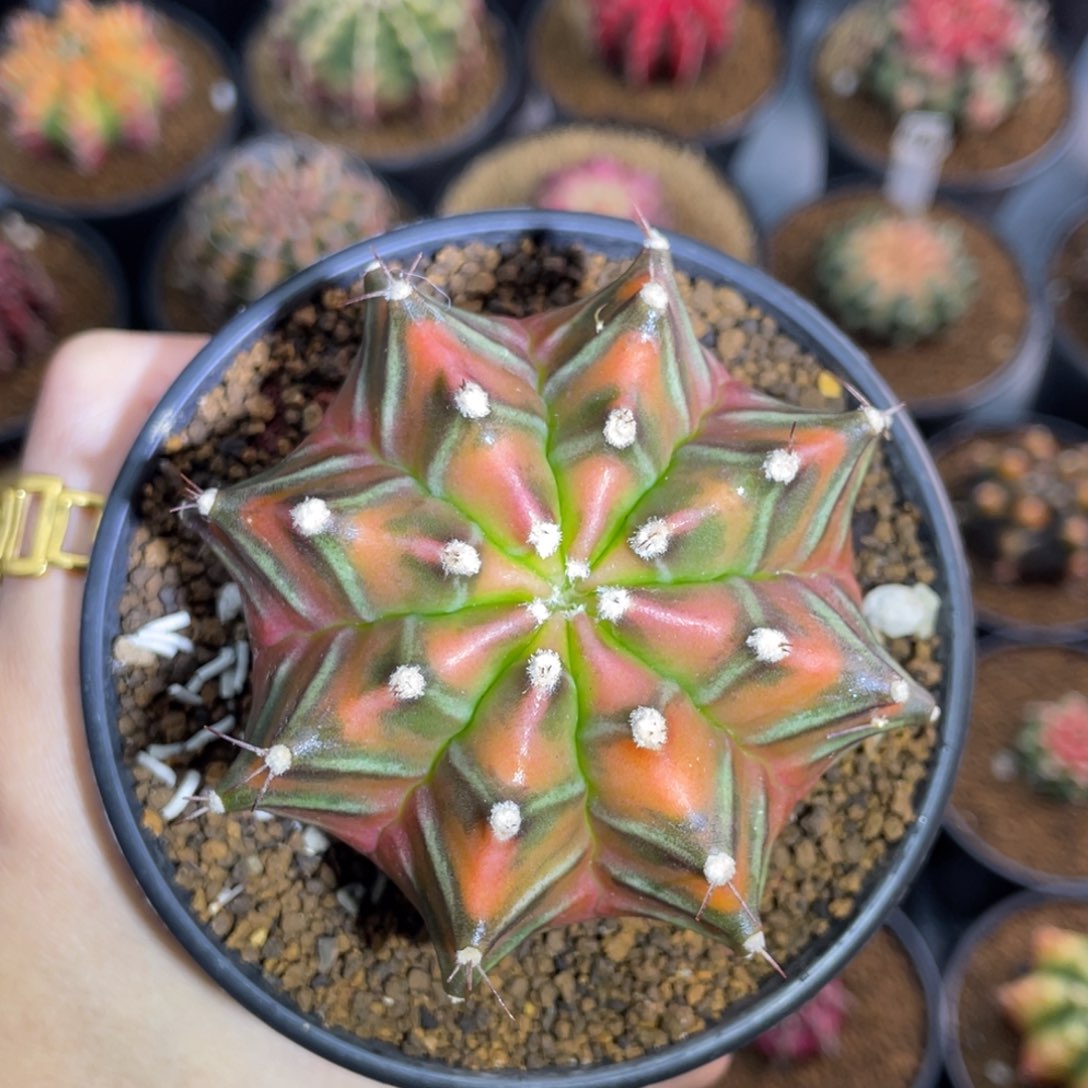 米哈星球0000000001012