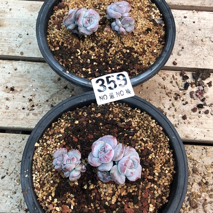 星影石榴籽福利出咯 359