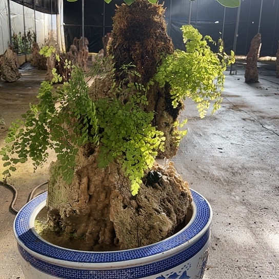 无花朵上水石吸水石