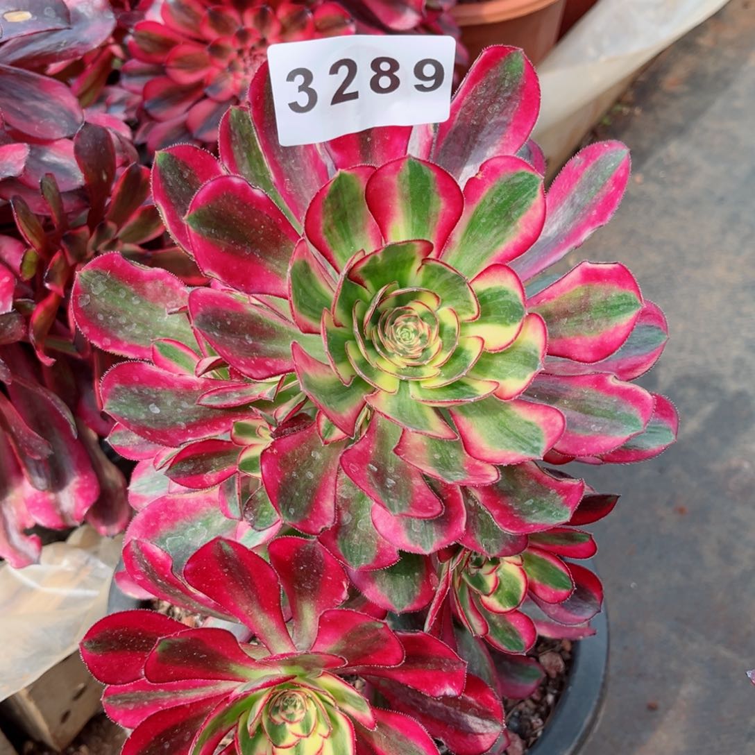 香多肉发货发货发货