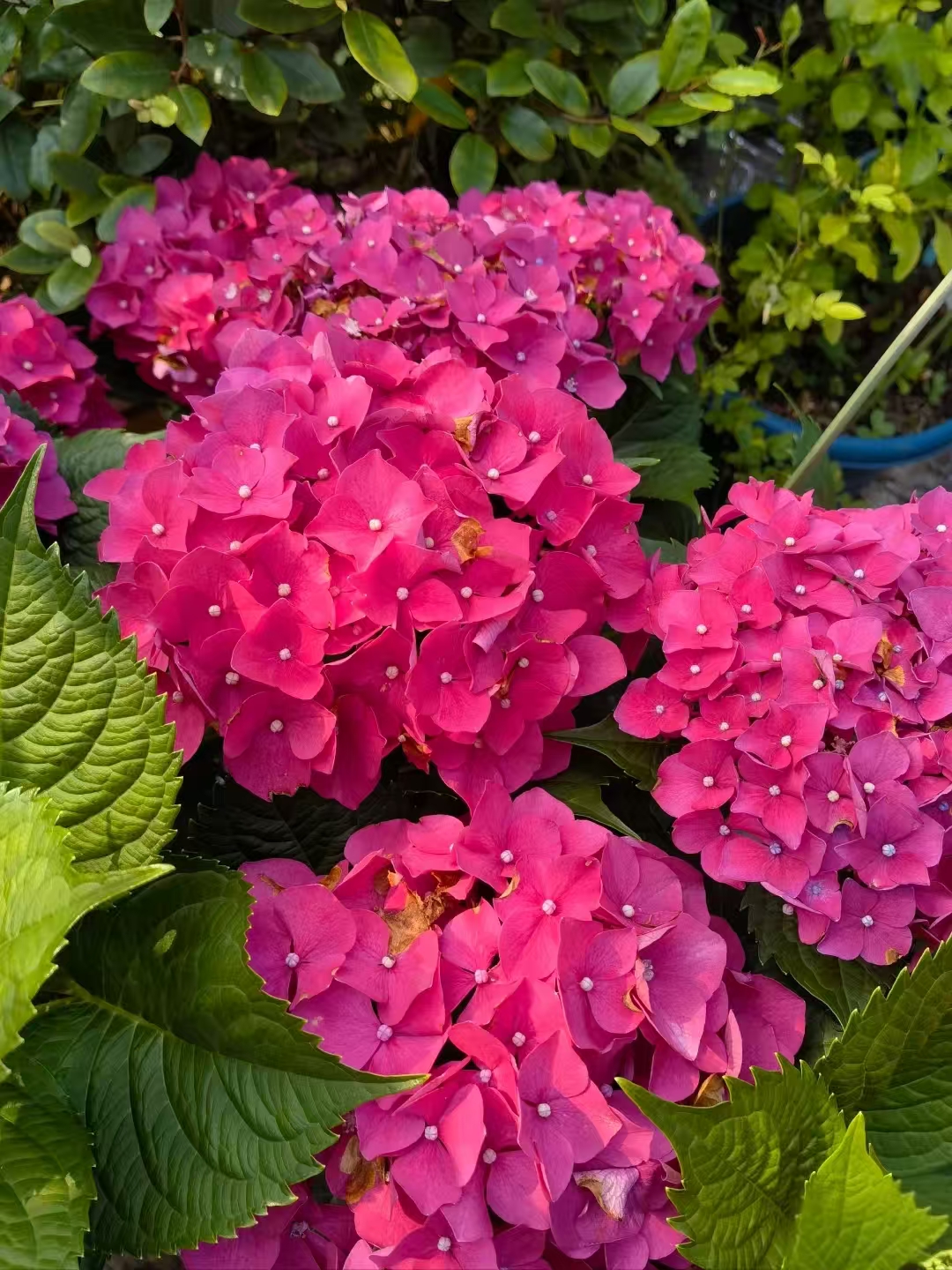 春风1-【玫红妈妈】  新手必养  多花包盆栽地栽绣球