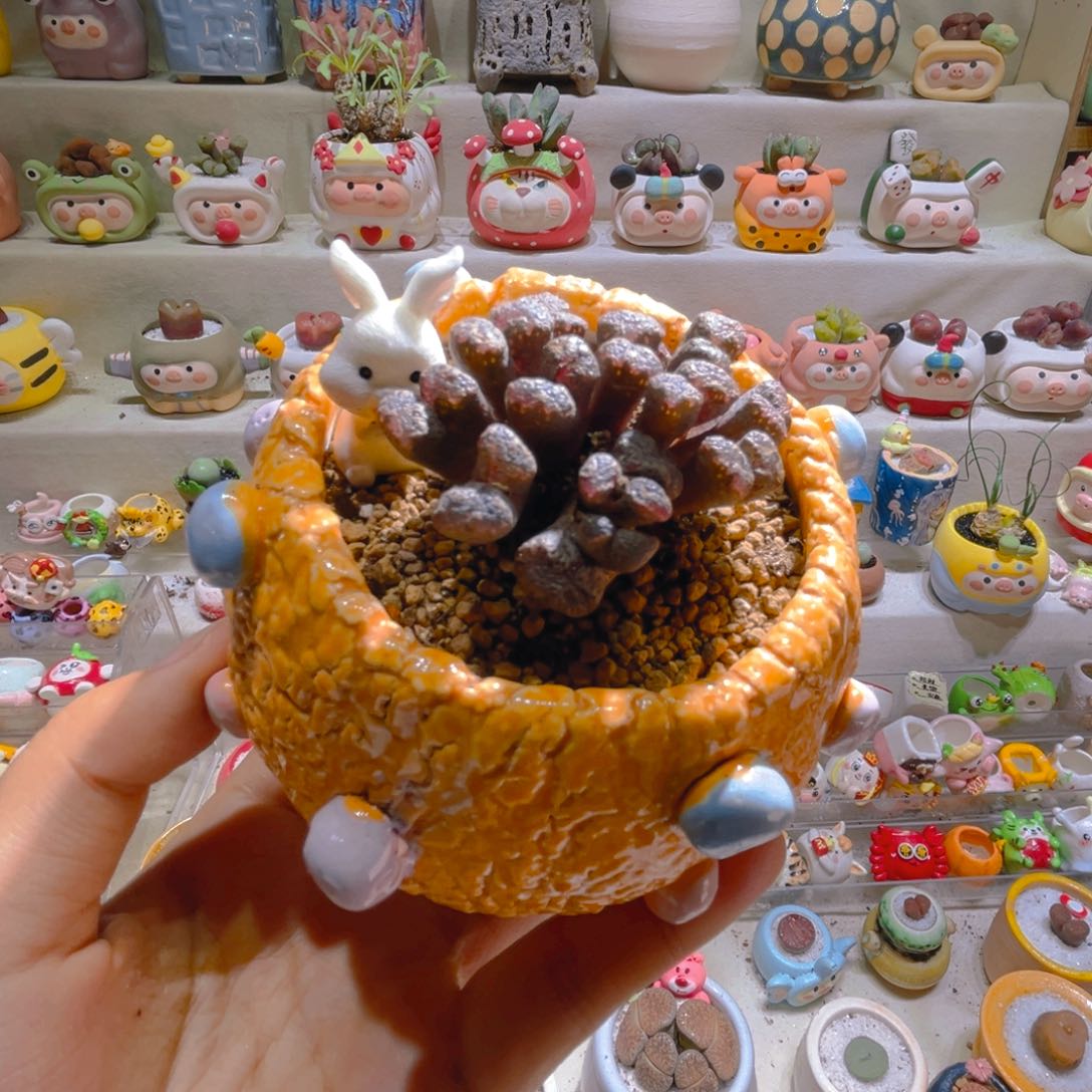 026超蝶带盆土一套98