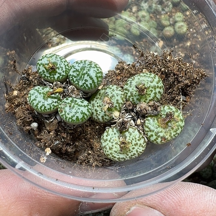 160 多肉植物多肉植物