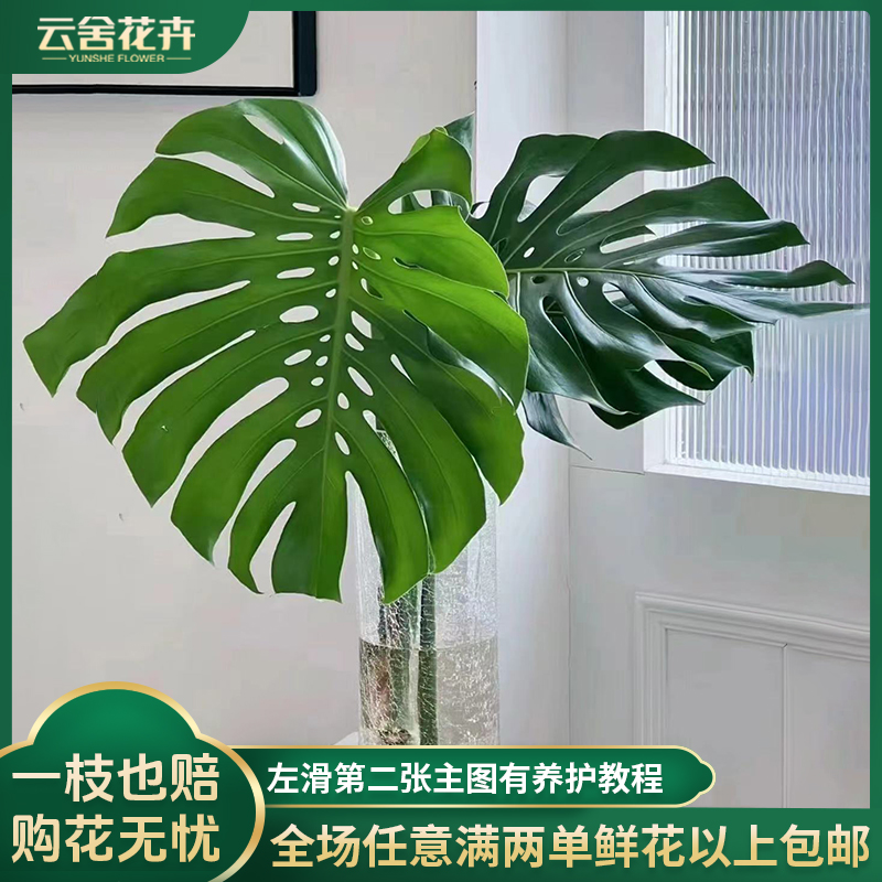 【云舍花卉】【龟背竹】 全场任意满两单及以上鲜花包邮发货