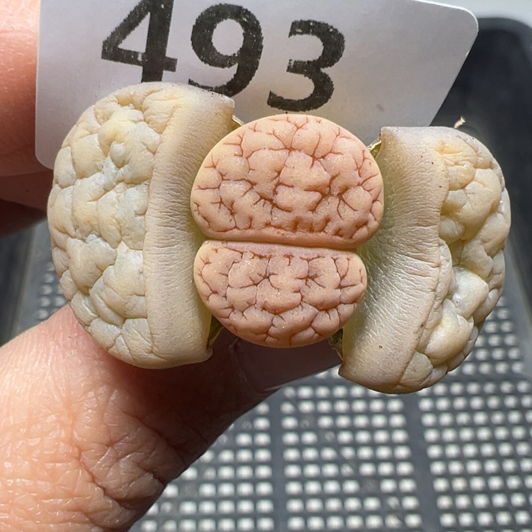 【闪购商品】493……