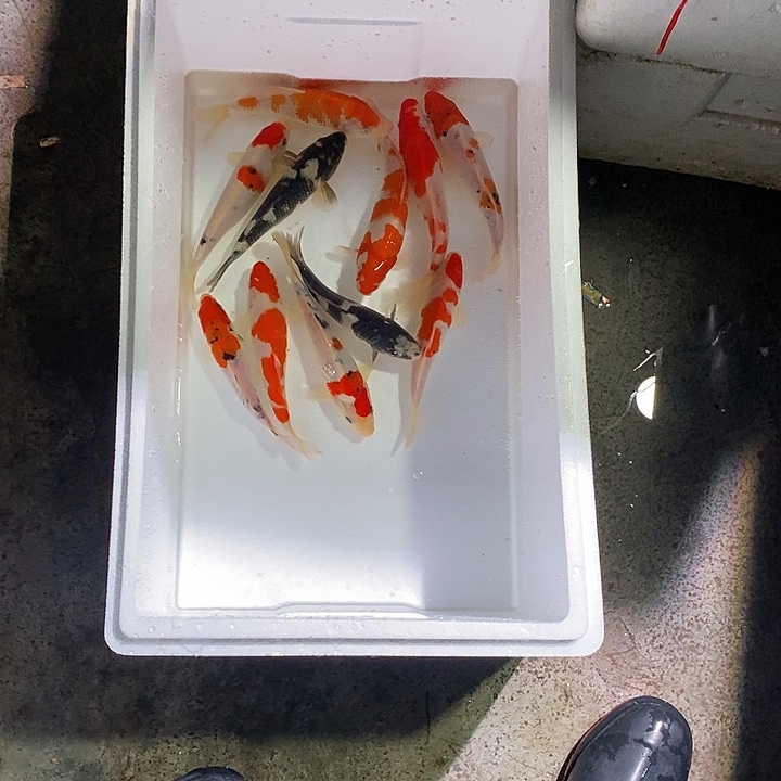 E***.锦鲤锦鲤活鱼开箱包活
