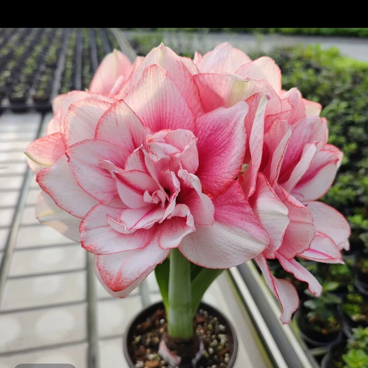 朱顶红晓蒙花卉梦幻
