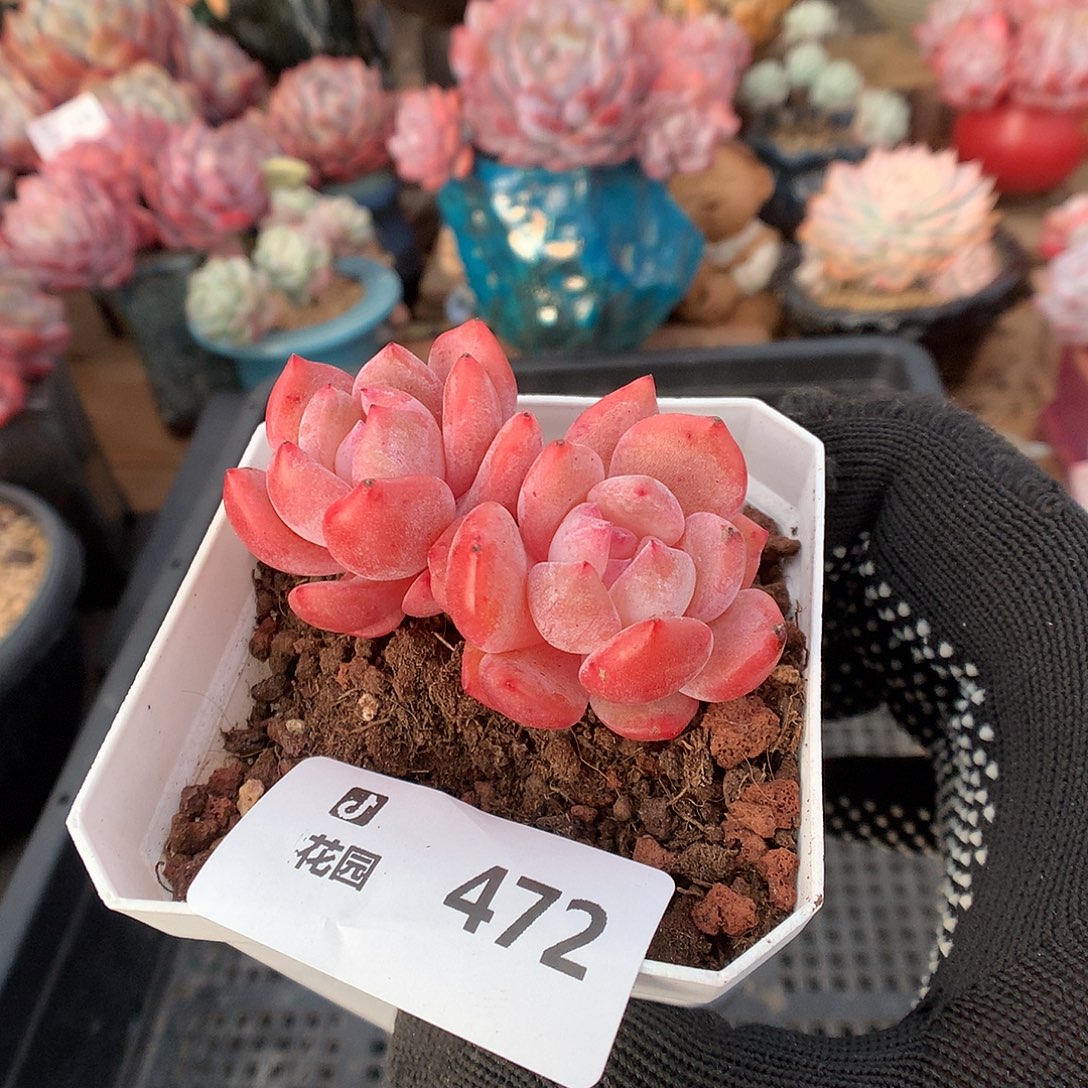 472雪天使多肉植物6666