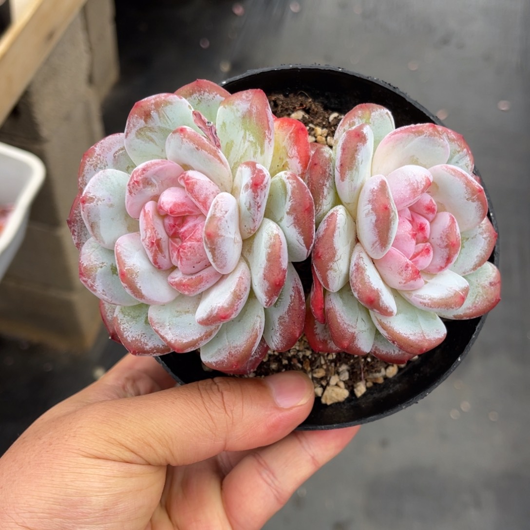 一物一拍不支持退换