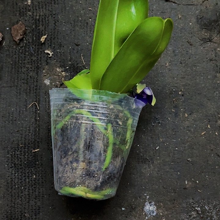 当前无花栽培后可以开花躺****工纱美娜大瑕疵