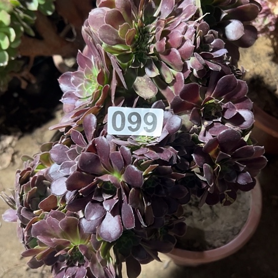 阳***马多肉植物一个荷兰660