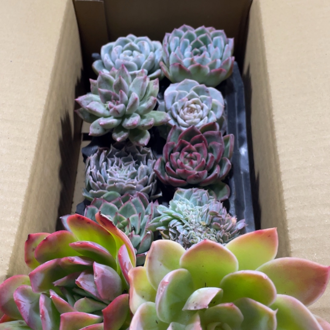 直播间十颗5-7cm一箱