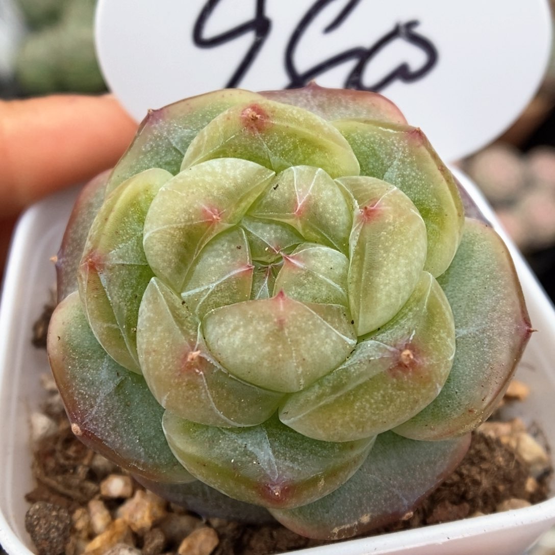 果冻透心珍妮980号