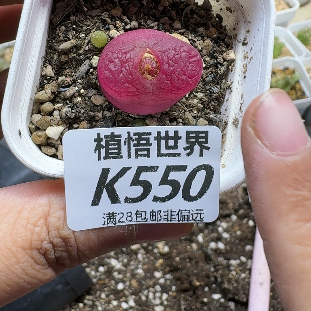 多肉植物的润泽cbb