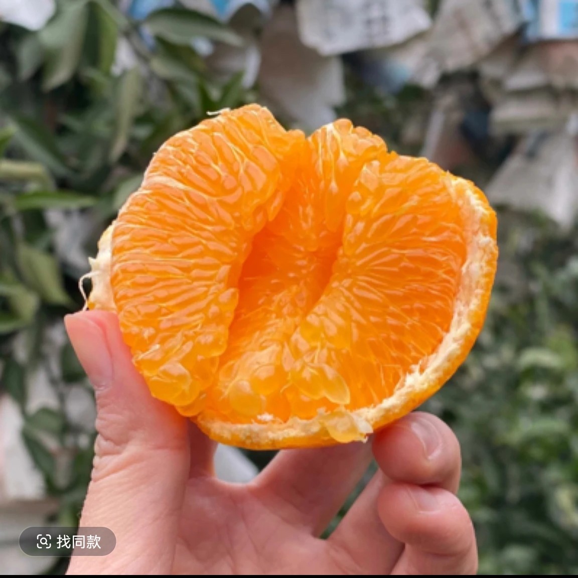 寸金地耙耙柑7斤/一件