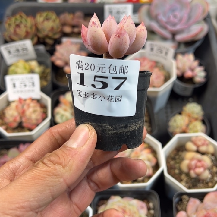 所罗门多肉一物一拍满20包邮