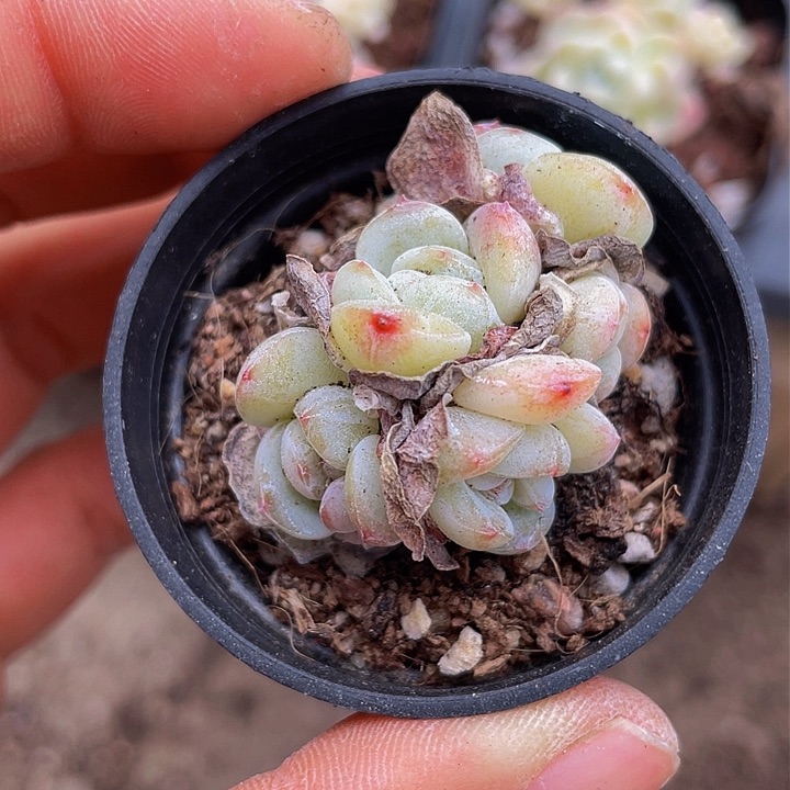 L琥珀冰玉5头一物一拍