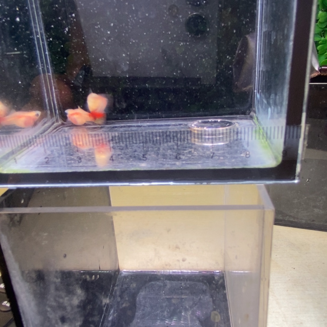 孔雀鱼银河琉璃球体一对