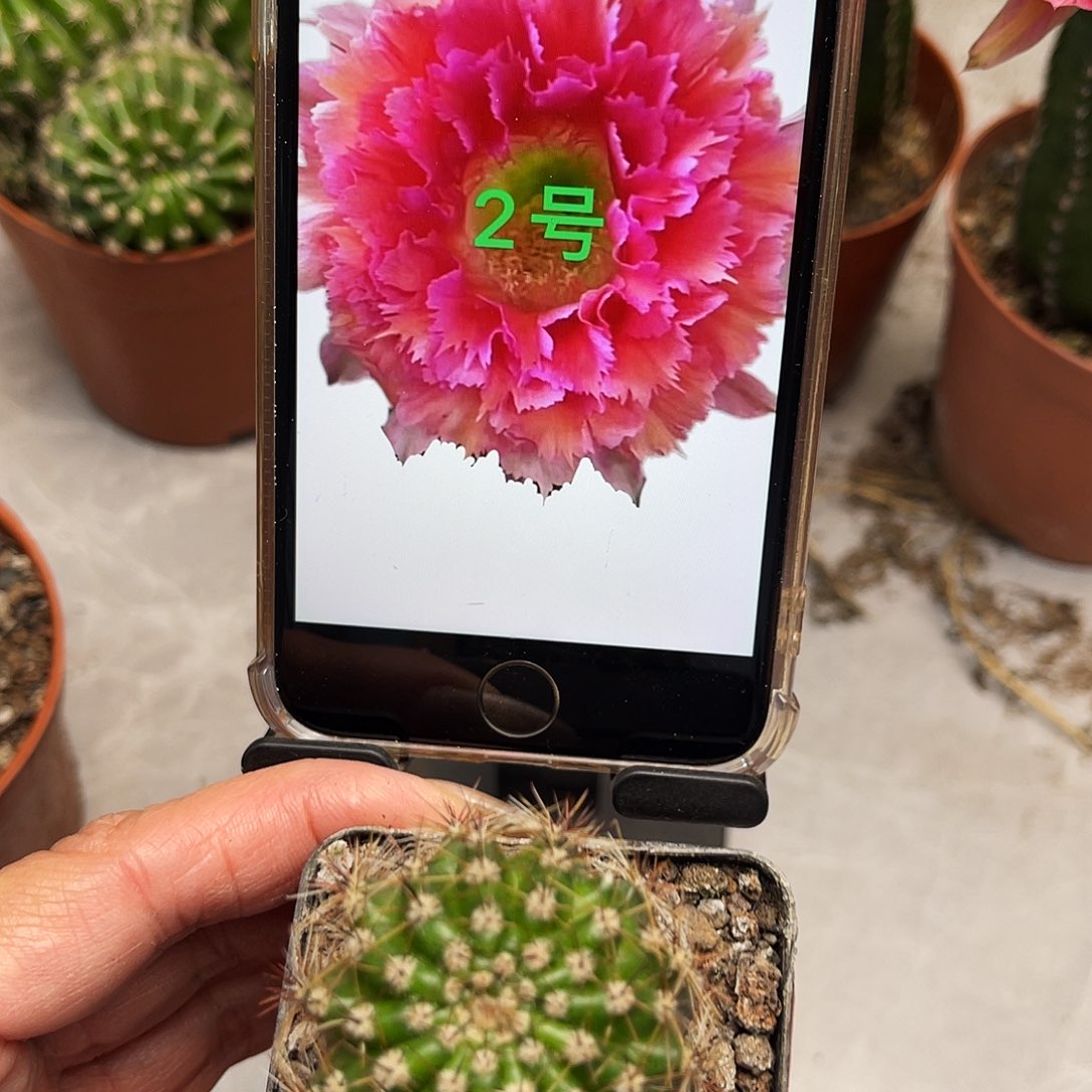 彩草2号羽毛带根3公分左右