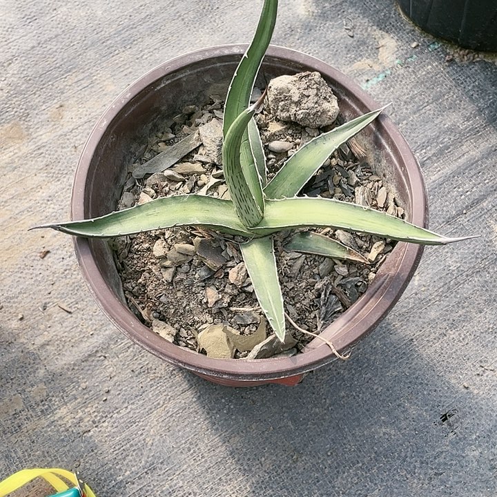 瓷***花无花朵龙舌兰绿色植物