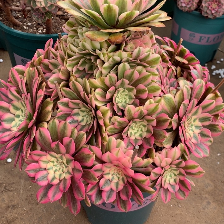 648粉同多肉植物