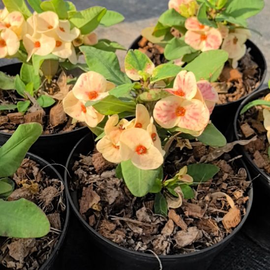 完全开放水晶恋人开花苗随机发货