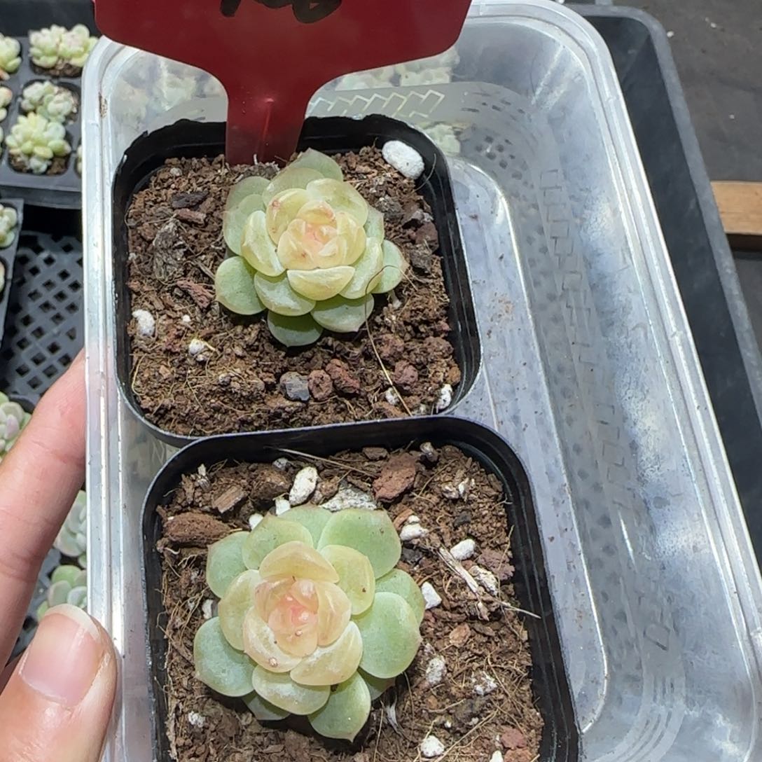 106冰玉哈哈哈哈哈